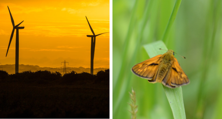 Turbines and moth